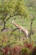 giraffe (11)
